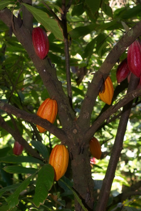 Kakaobønne træ